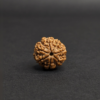 Sat Mukhi Rudraksh